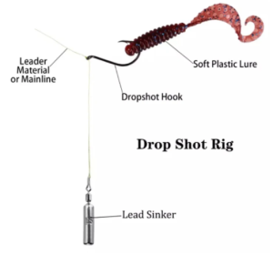Drop Shot for Bass Fishing – It's about the Allure